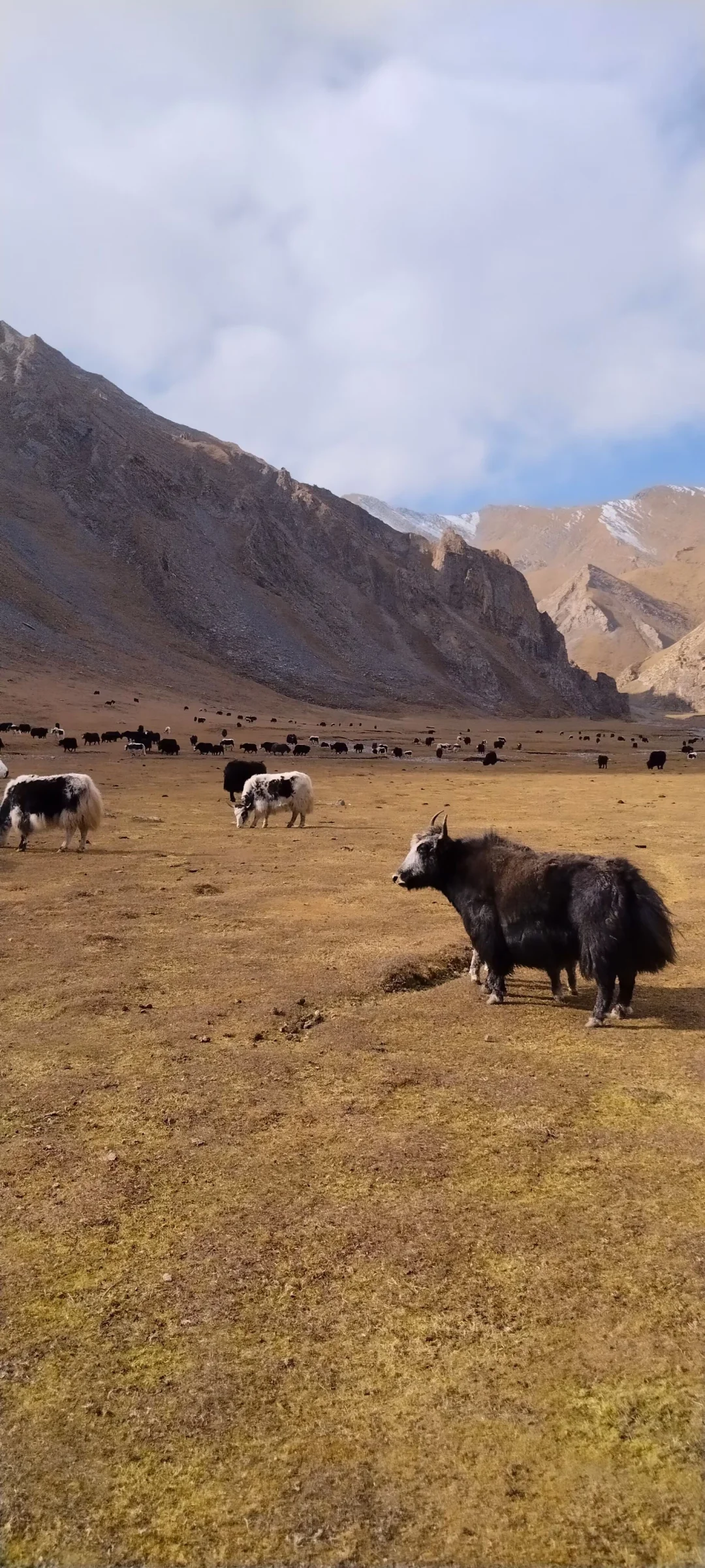 源自大美草原的馈赠 | 天然牧养牛羊肉