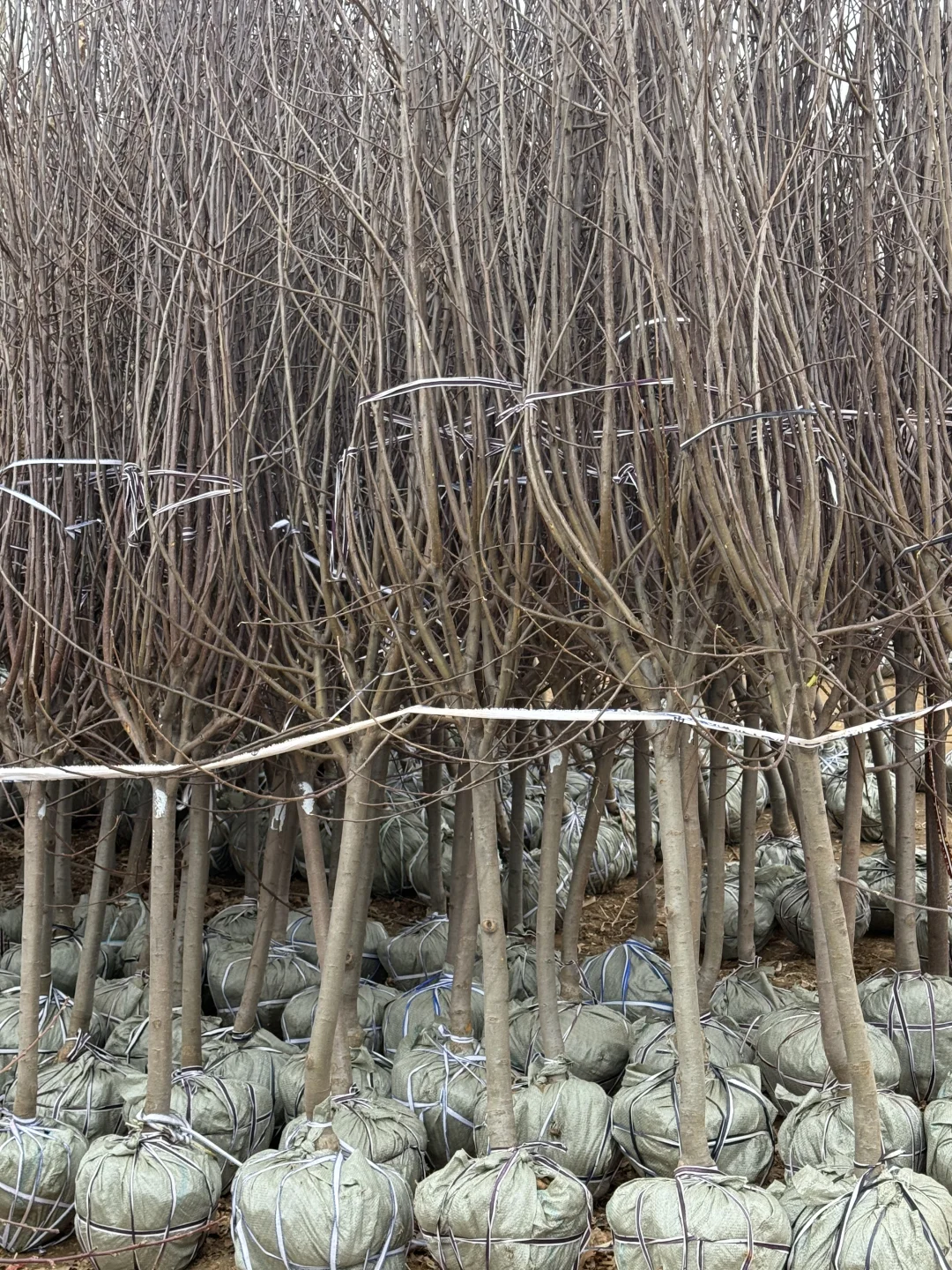 北京苗木批发基地|各种果树批发!