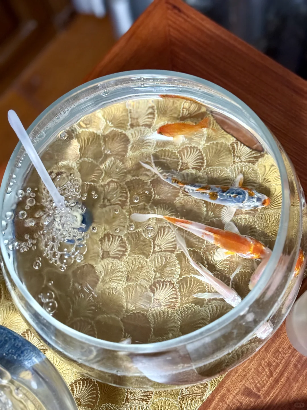 开始接纳需要制氧机的鱼