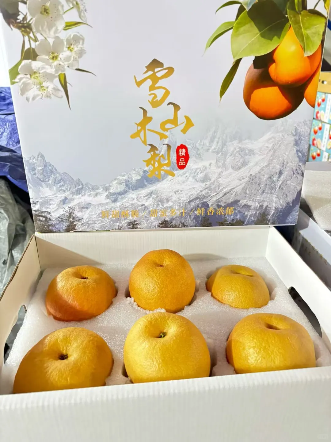 丽江雪山高原木梨