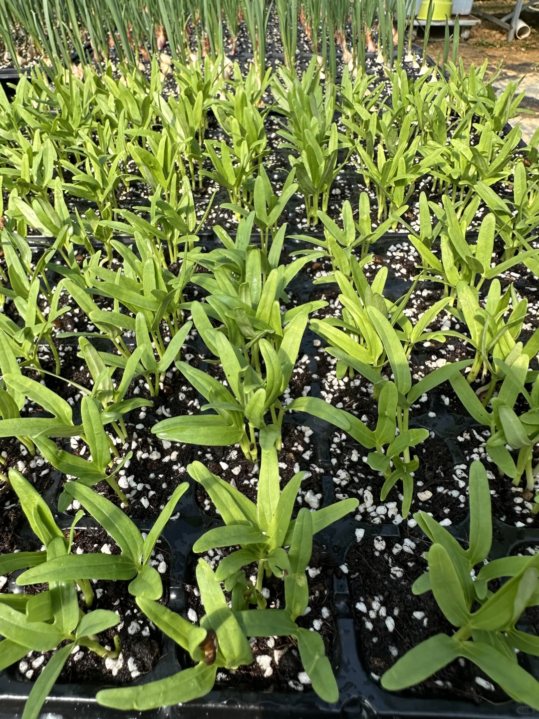 南宁大学东路万达广场旁，各种菜苗。