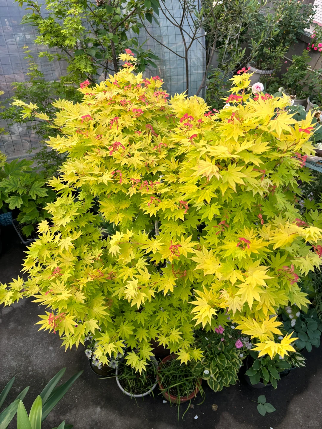 枫叶-约旦（普货中的战斗机）