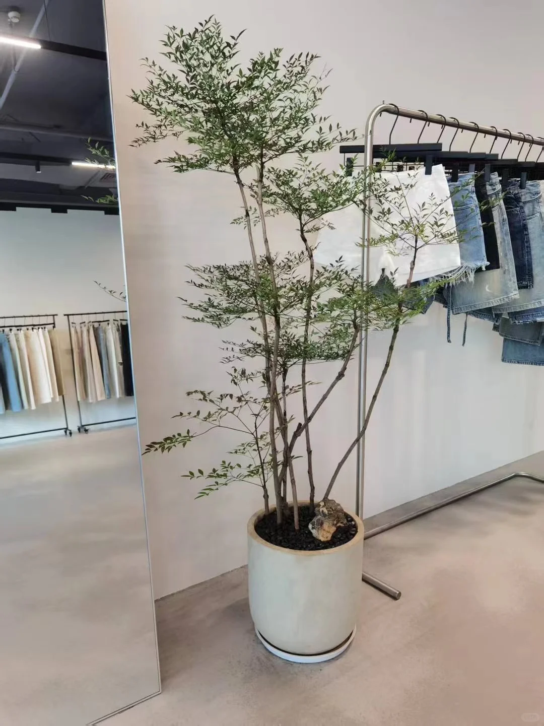 深圳绿植租买，批发，同城免费送货上门