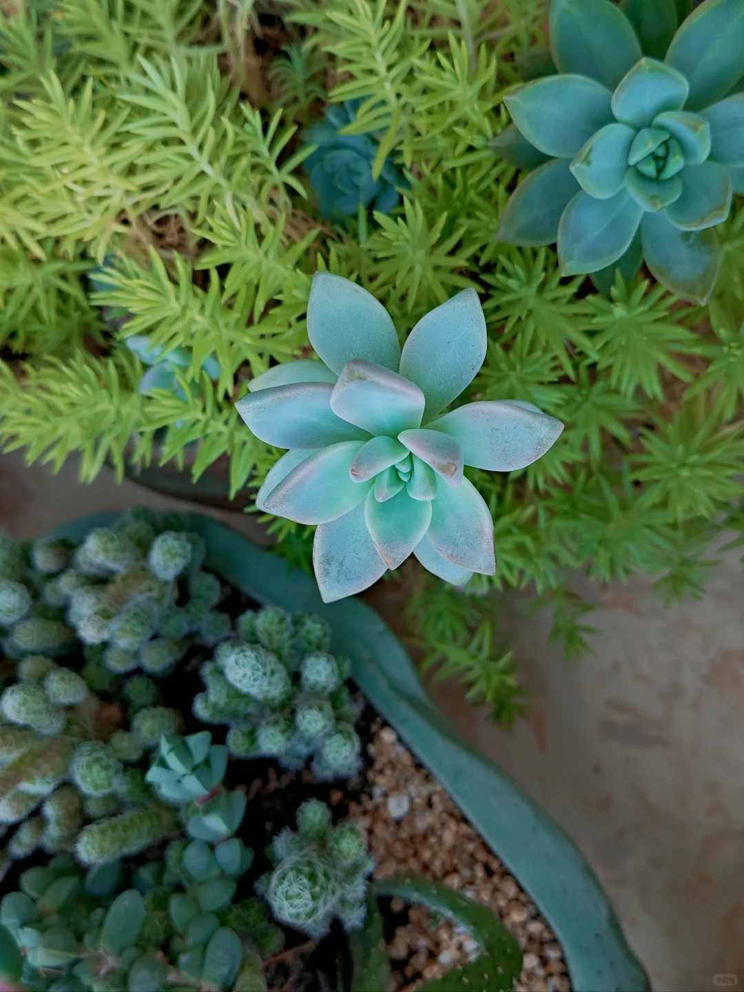 男生喜欢养多肉正常嘛