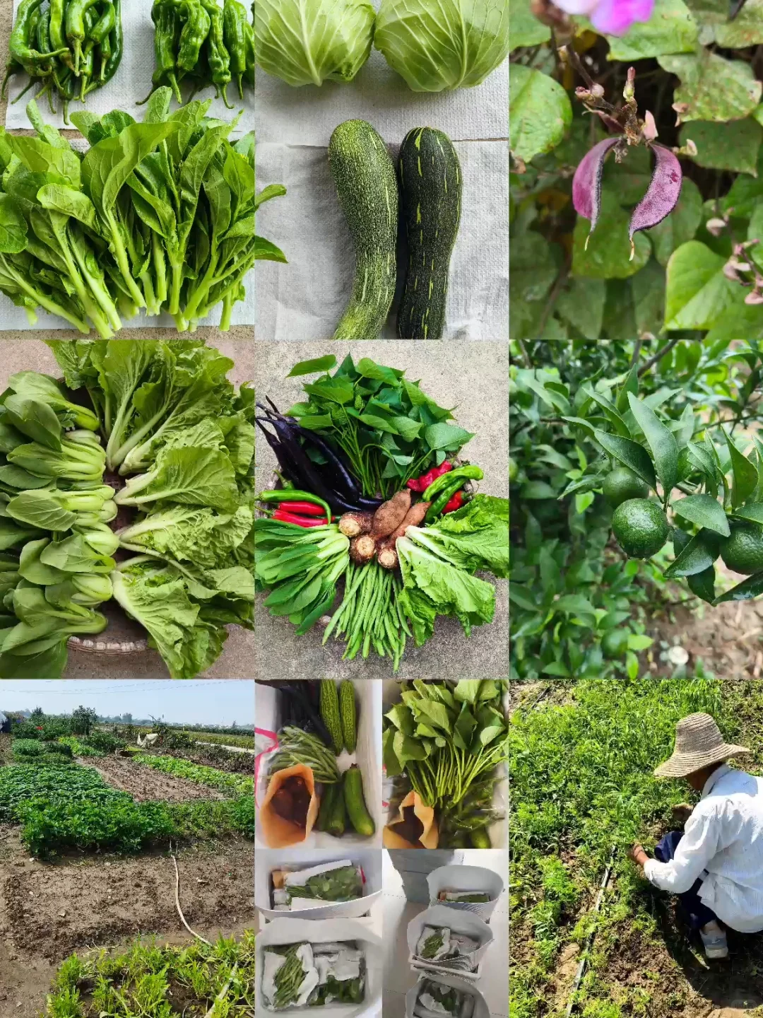 每月150的农家生态蔬菜组合，全国包邮