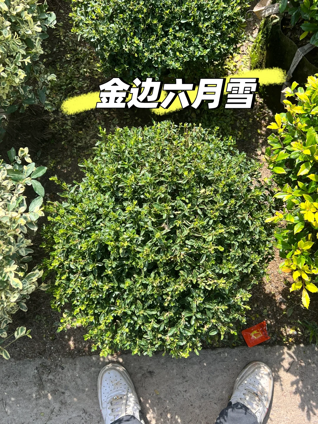 浙江庭院花卉苗圃 集市