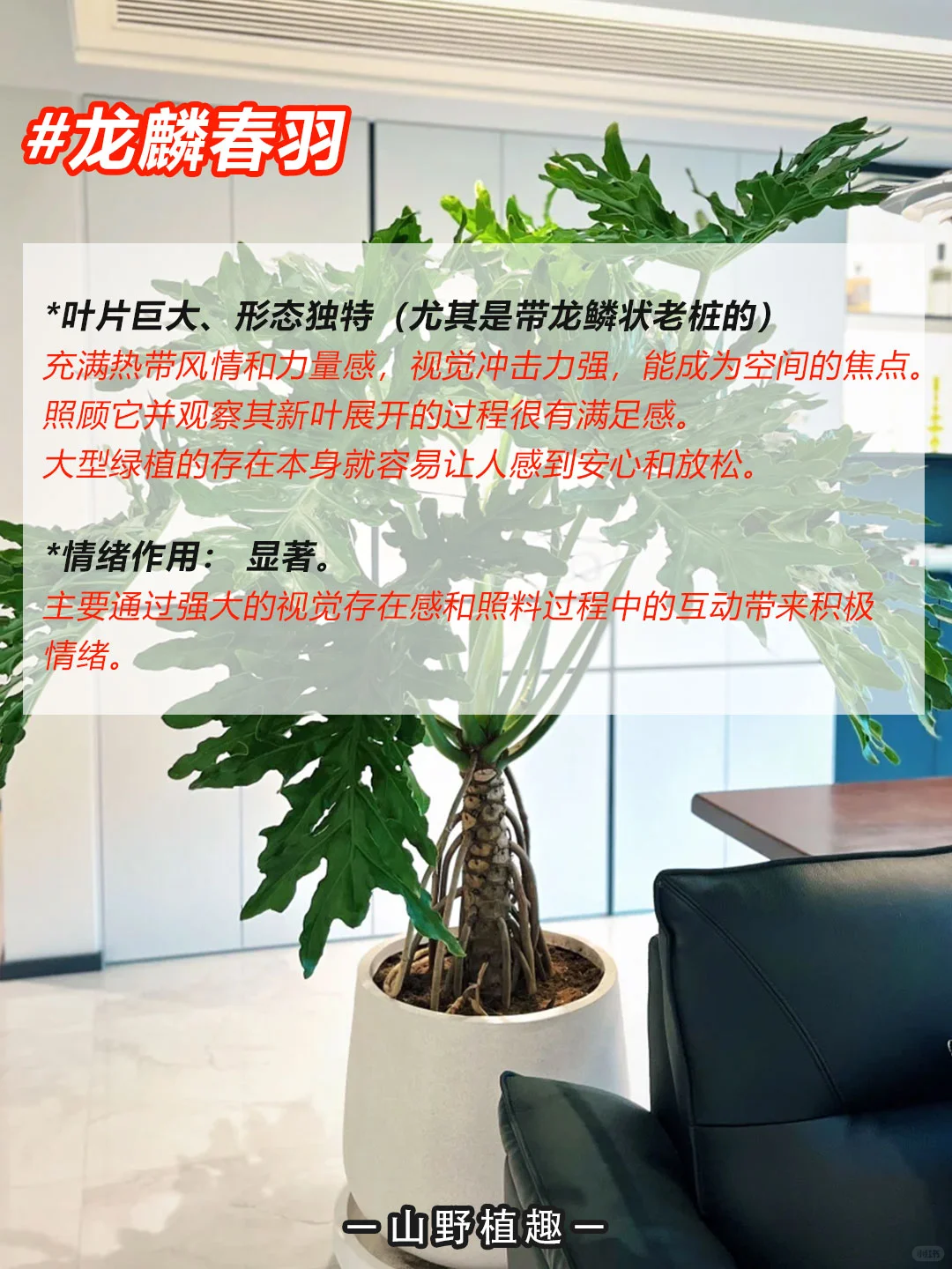 工作、学习压力大的人一定要养的绿植?