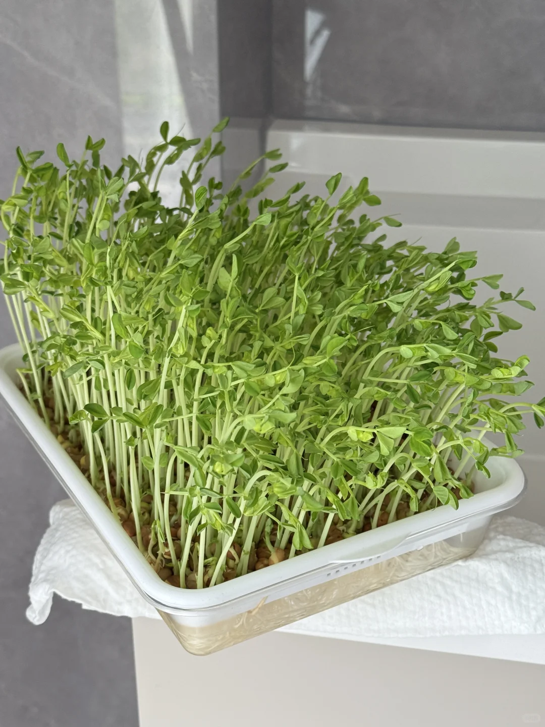 种菜基因觉醒！！！