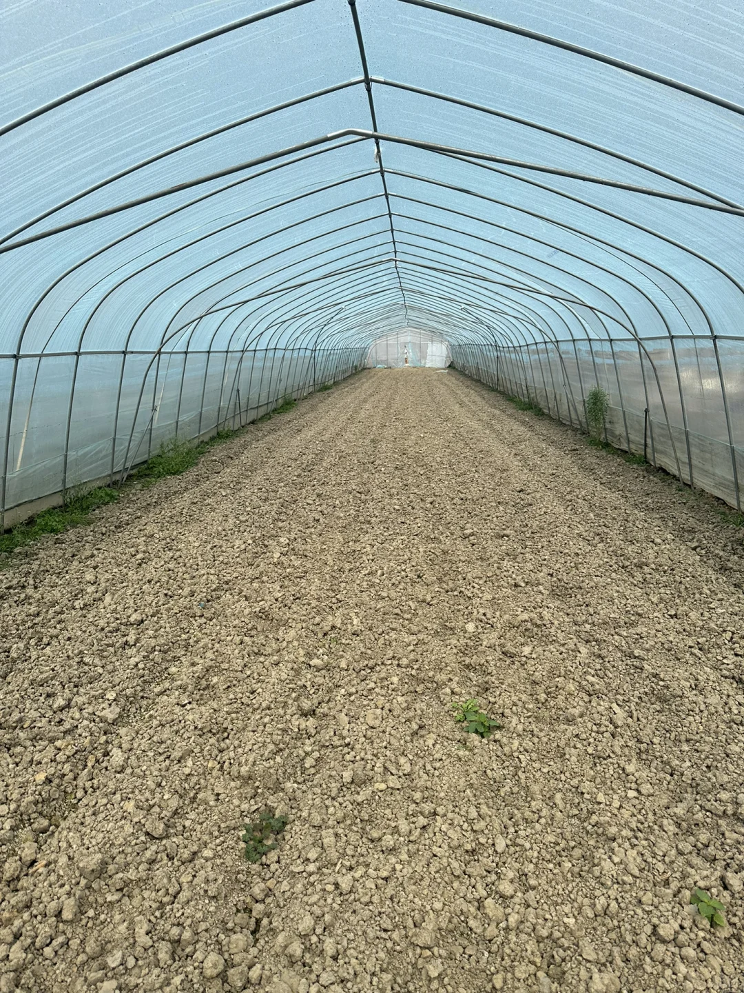 2025在大棚种有机蔬菜?