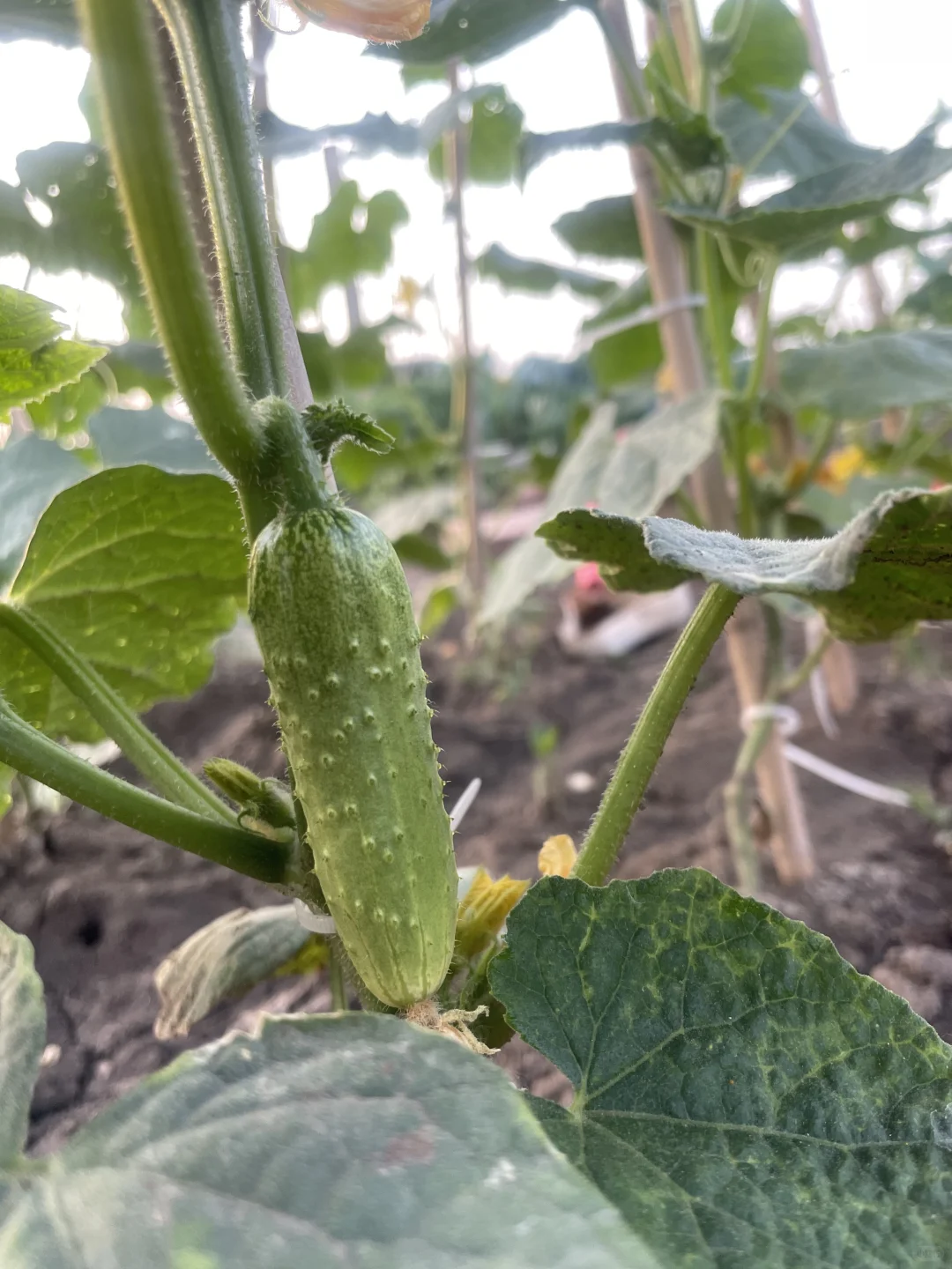 春种的蔬菜开始结果了