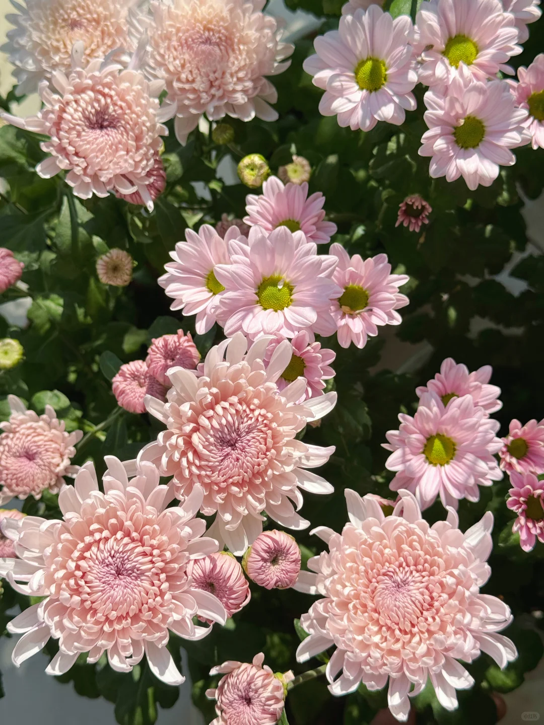 秋天被鲜花和阳光包围的阳台