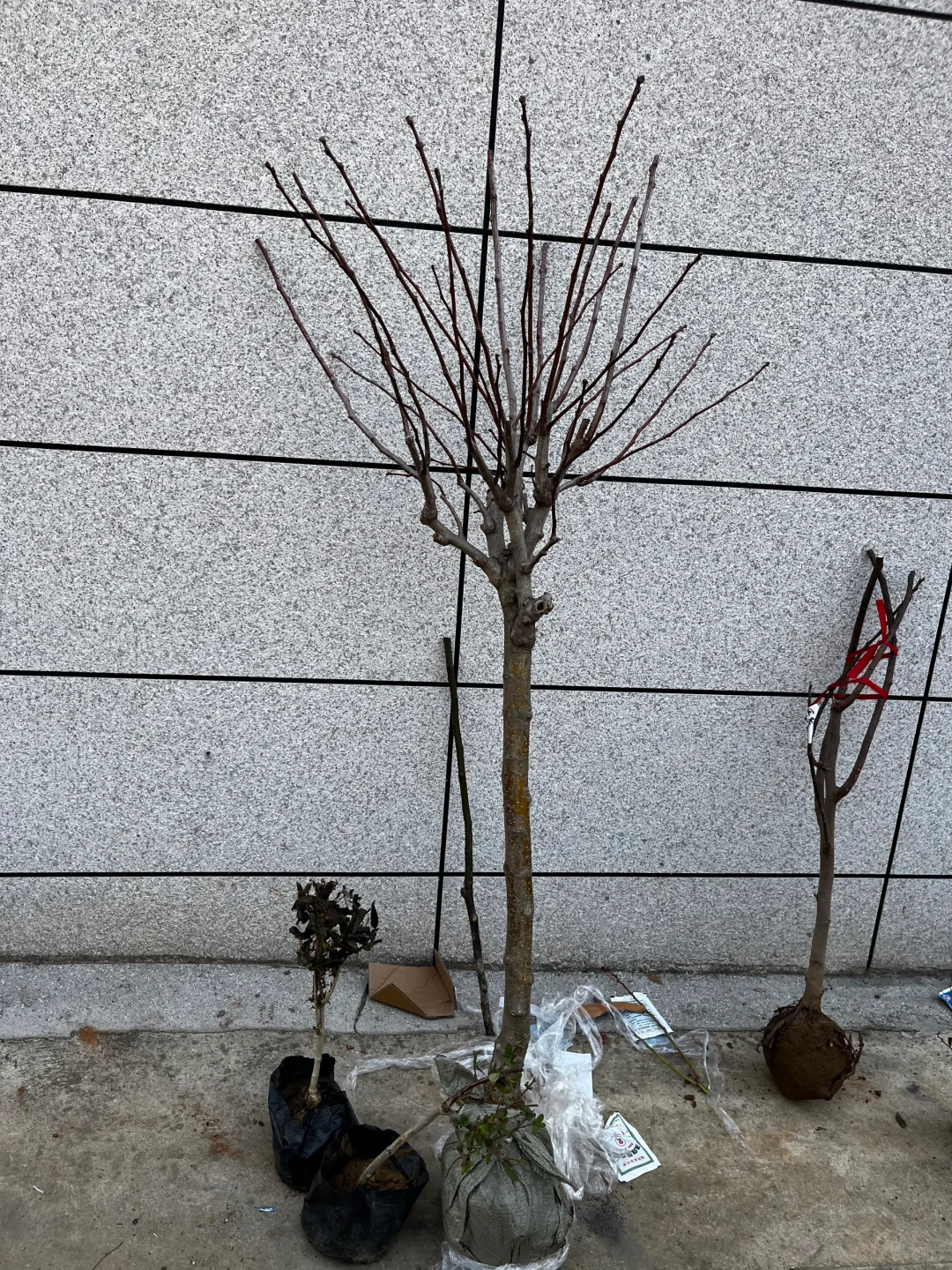 挖到了一家不错的山楂树苗