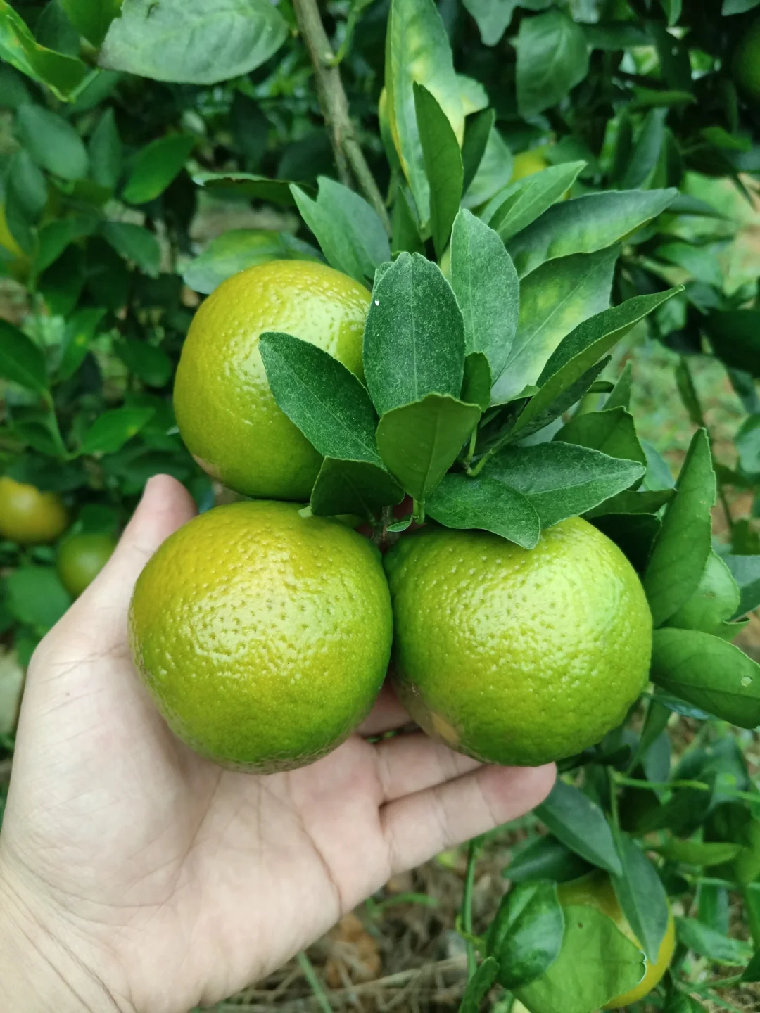 别看它绿油油，维生素满满