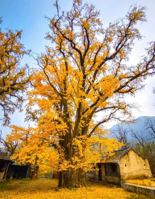 11.8[周六]【京门铁路-广化寺-琉璃渠】户外