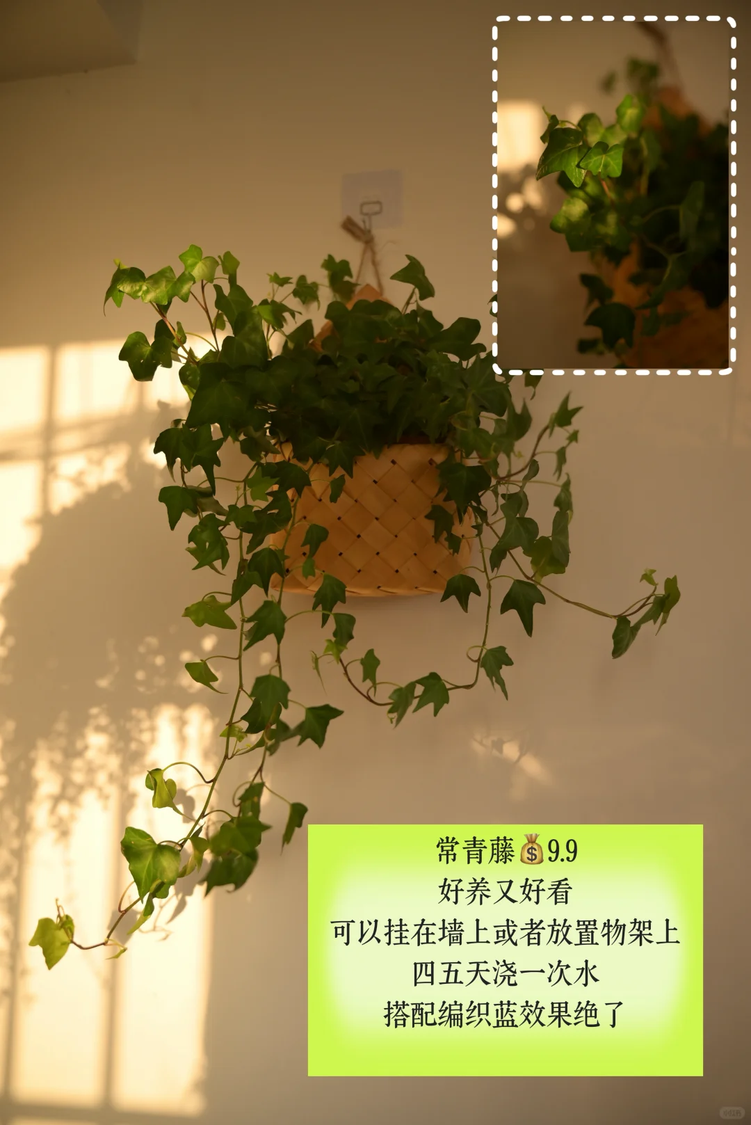 超适合小空间的垂吊植物搭配,简直美翻了心