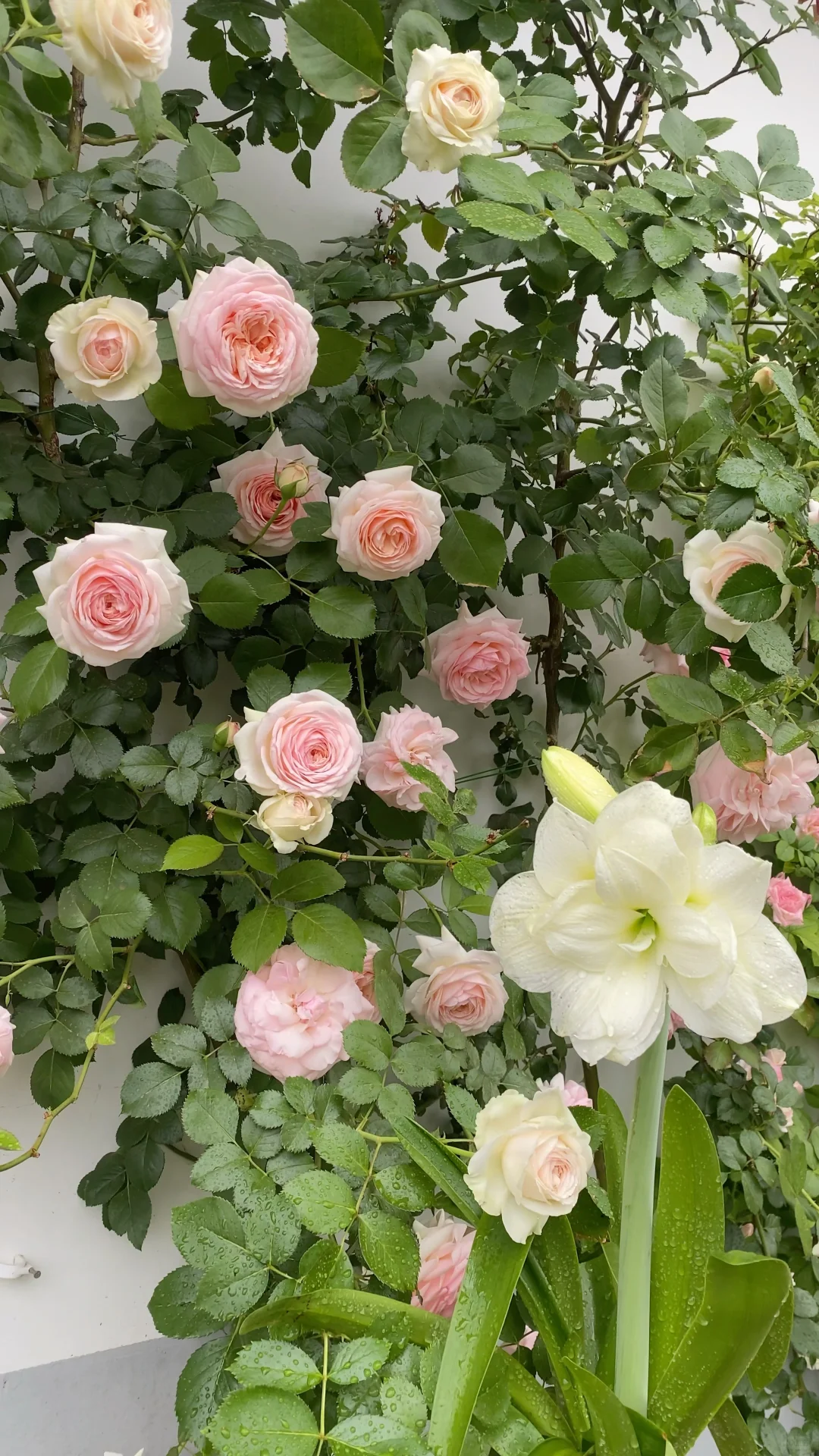 分享一下自己的月季养护经验