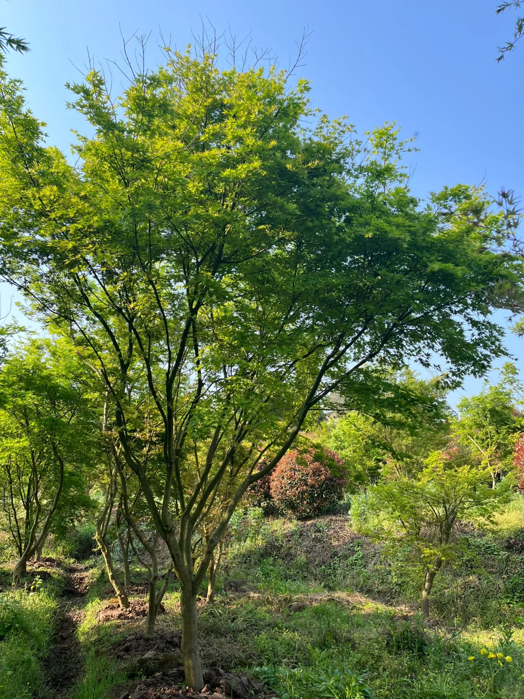 需要一个大院子