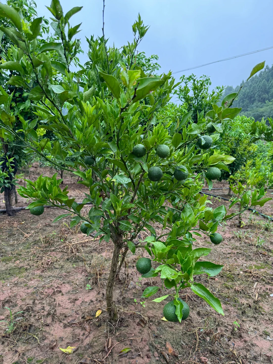 有没有人找我买果苗的呀，性价比杠杠的