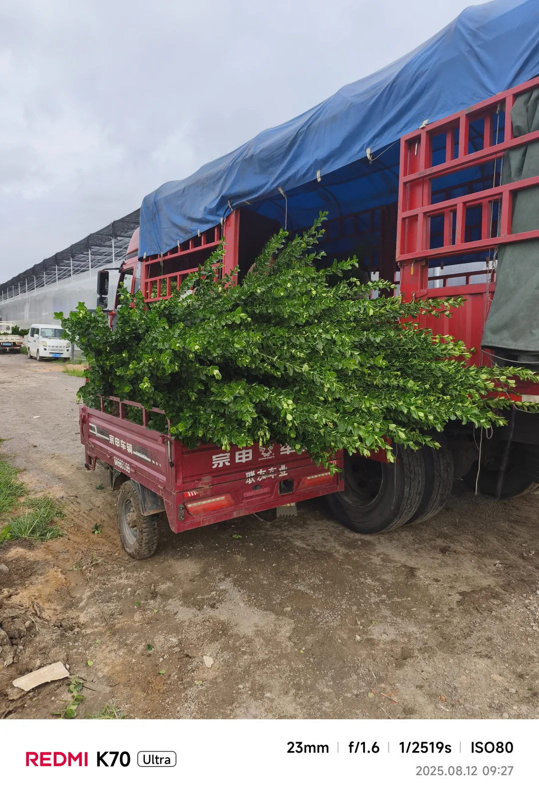 十万棵北海道黄杨装车，今天四车