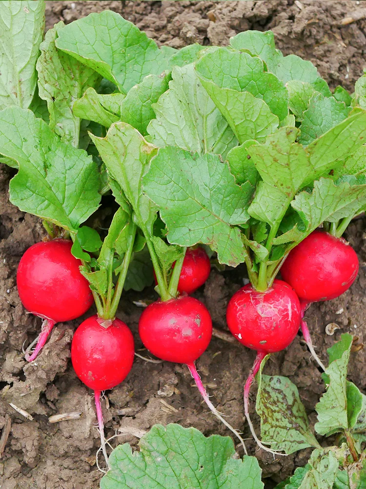 五种适合冬季阳台种的蔬菜，有土有水就能长