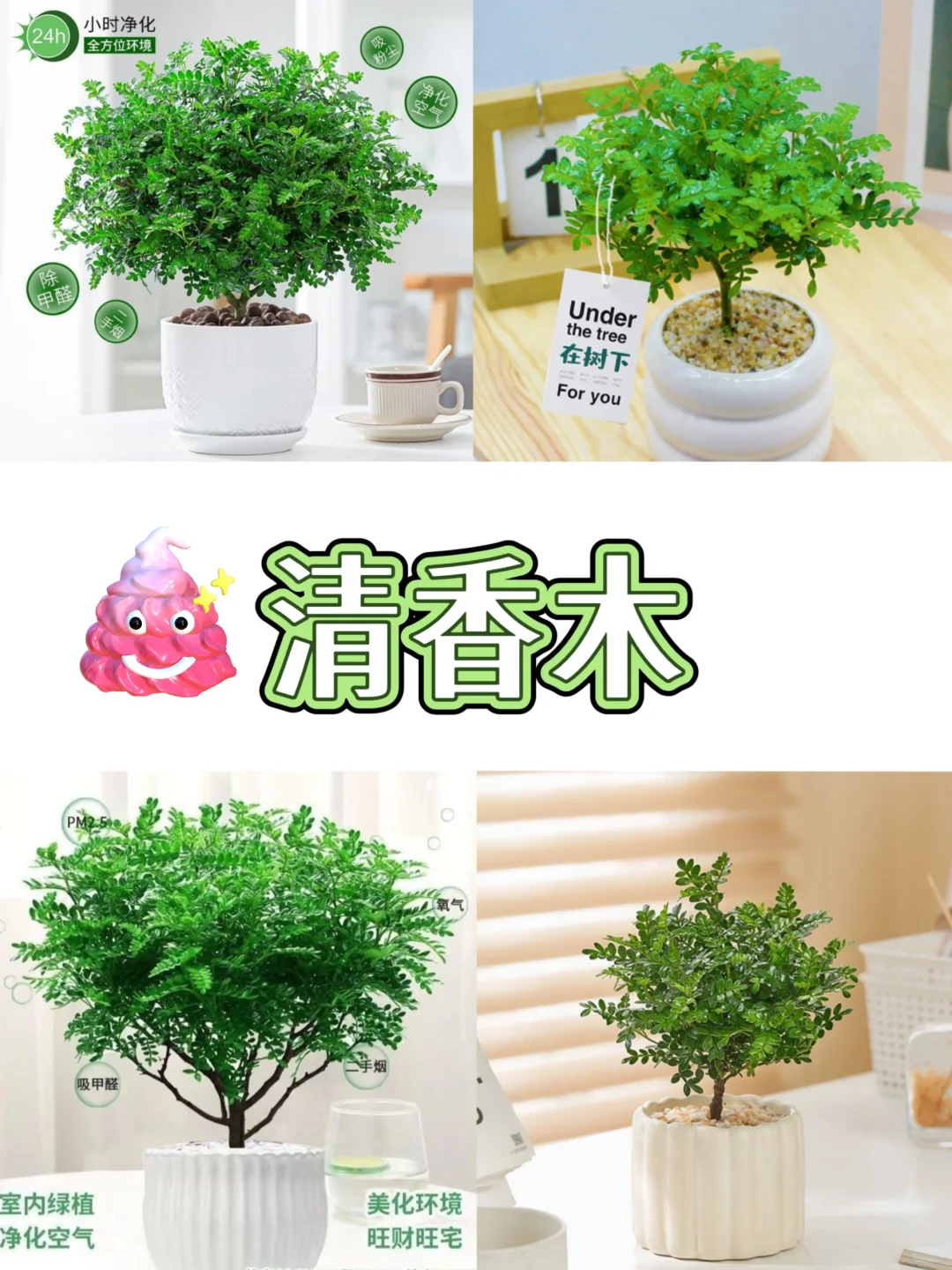 打工人桌面指南‼️自带香气的9⃣️款盆栽