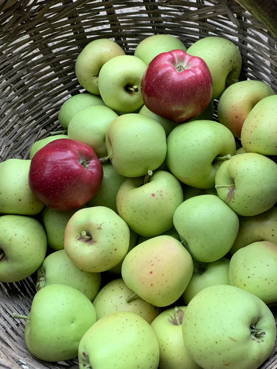 回村吃新鲜果蔬吧