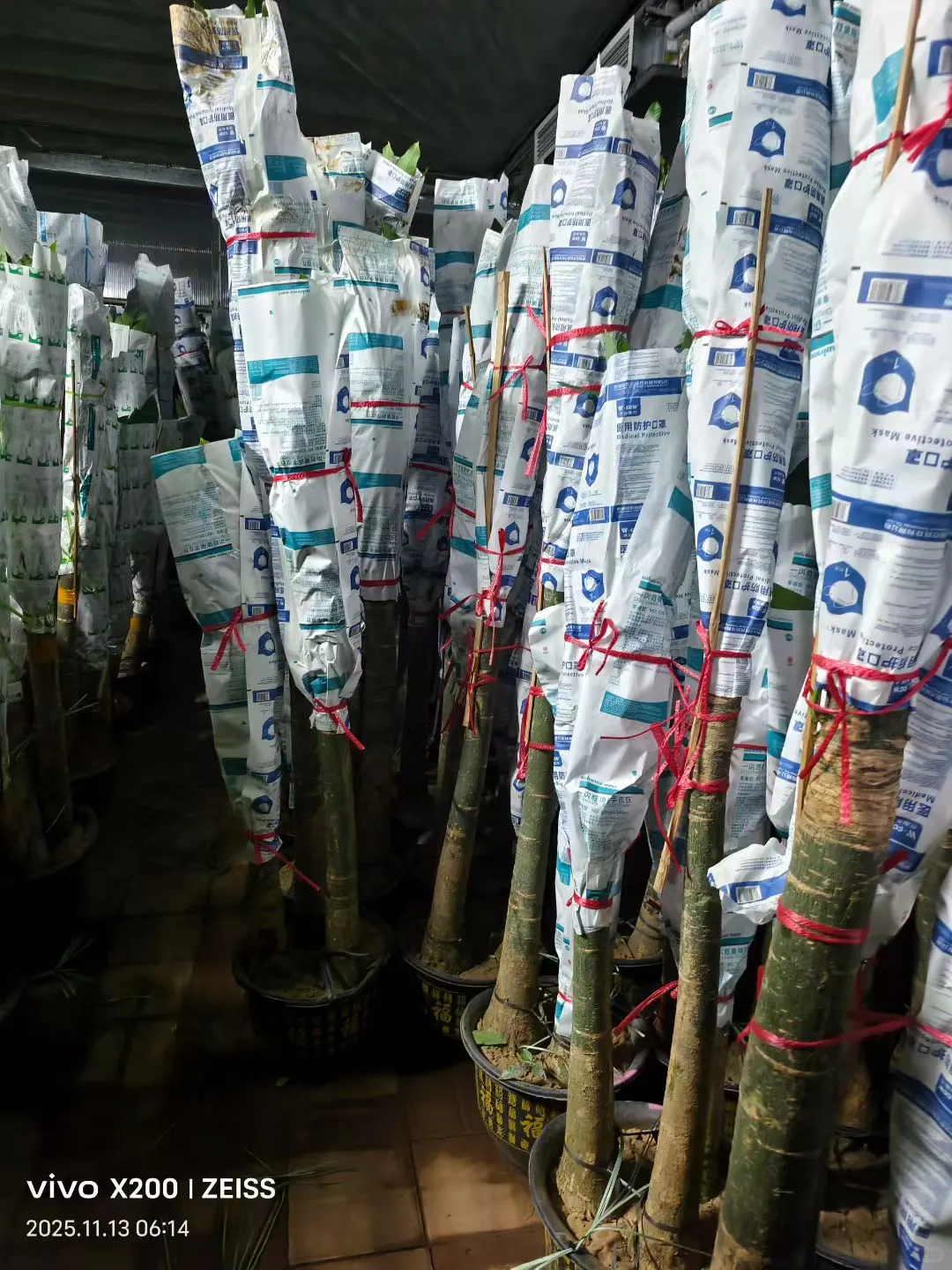 北京鲜花租摆，花卉租赁，绿植租摆公司