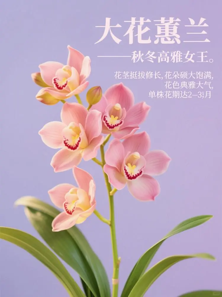 这 9 种 “超长待机” 花，美到能开 100 天