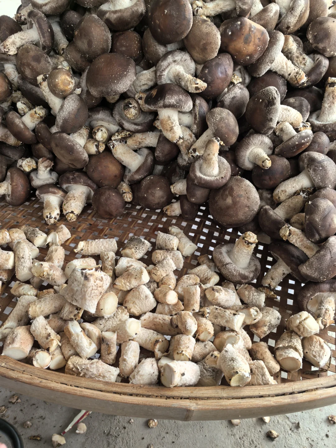 香菇，你就是我的精神粮食香菇???