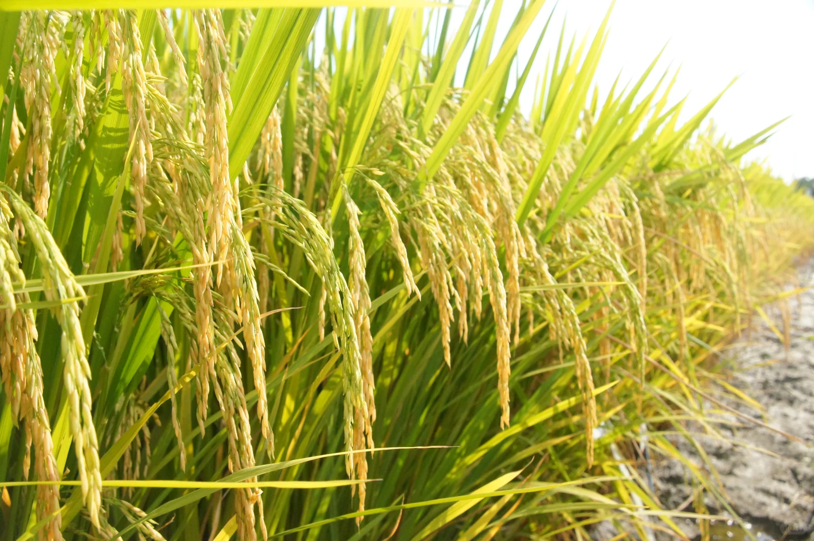 00后在农业企业的一天