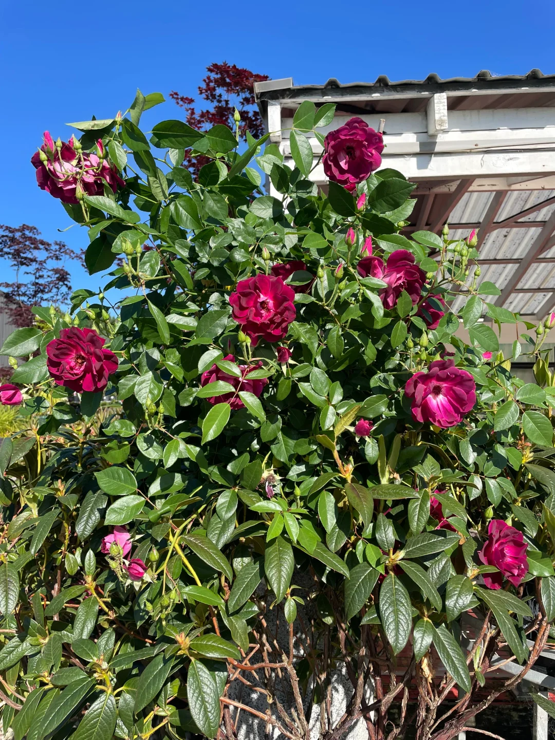 悉尼华人苗圃Camden Nurseries