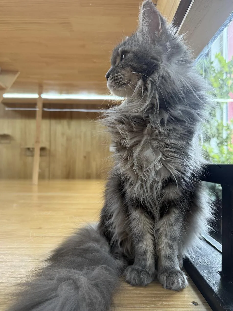 被麦富迪的工厂生产线硬控了！