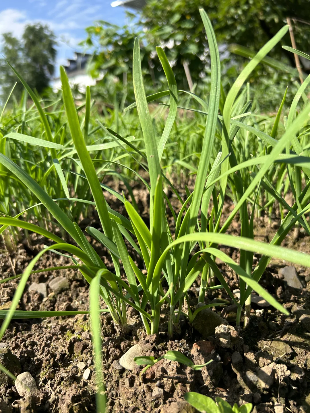 夏天的菜园满满当当 一顿八个菜 各个不重样