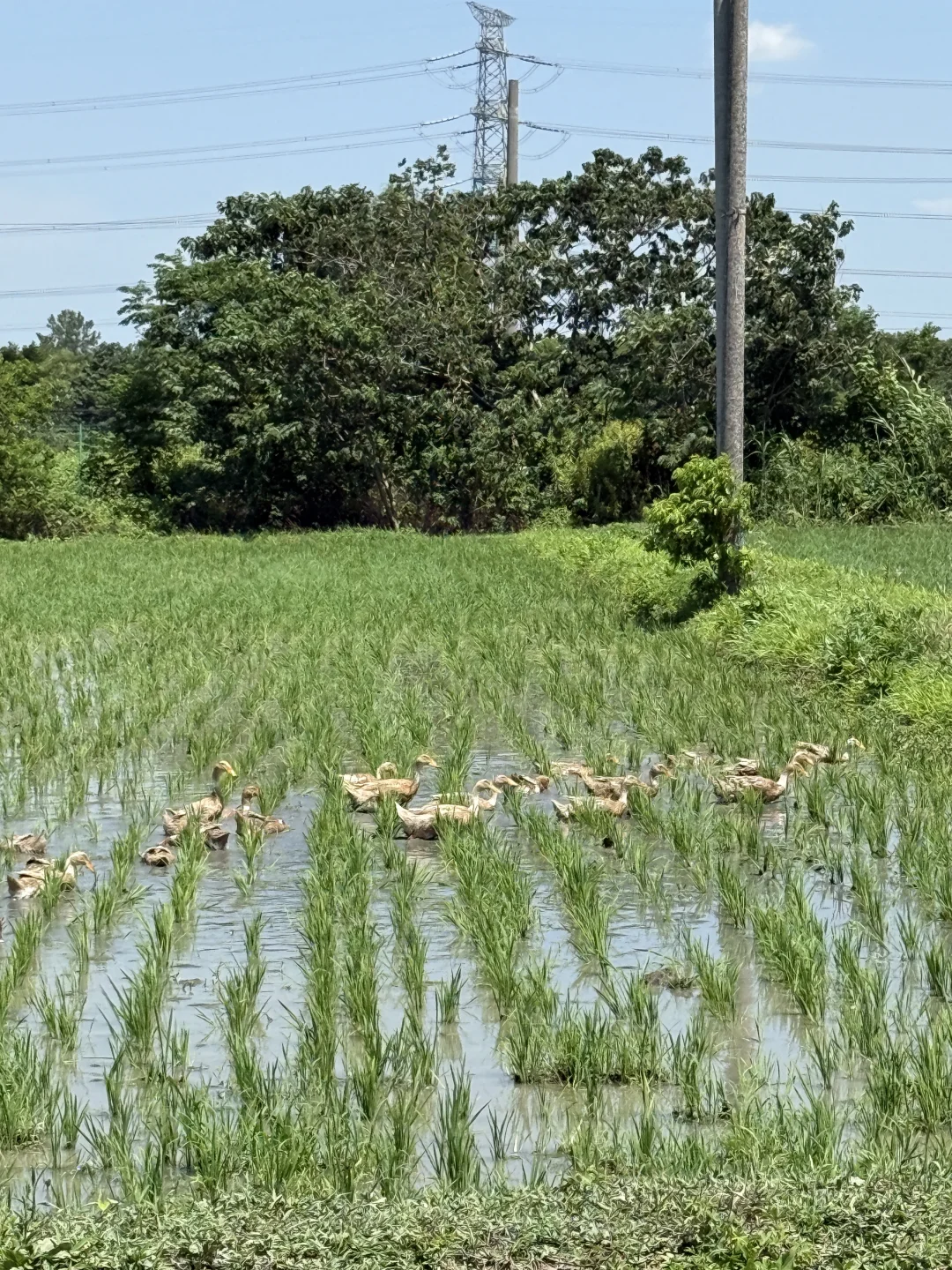30岁不上班，在苏州种了20亩有机大米