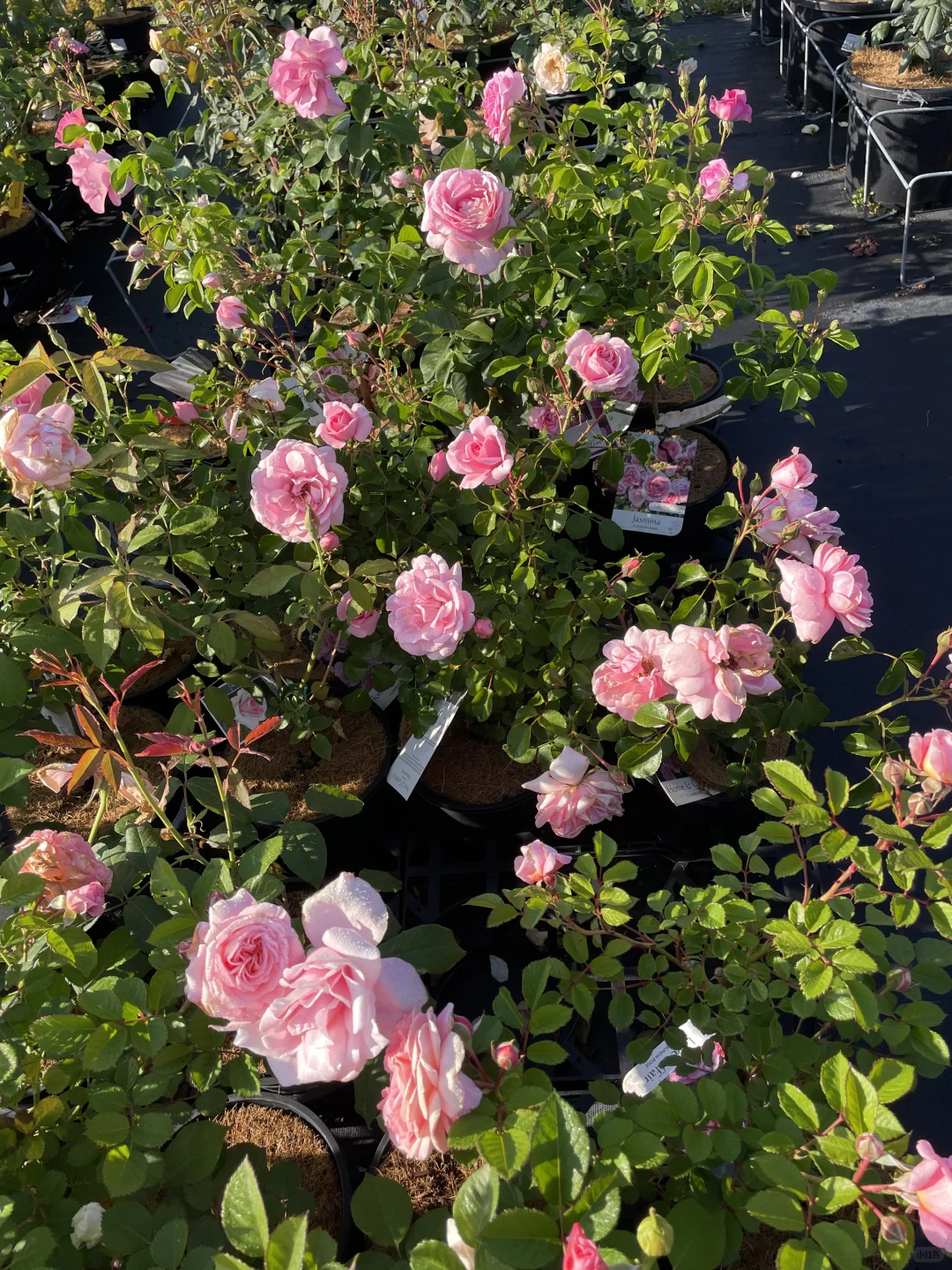 悉尼华人苗圃Camden Nurseries