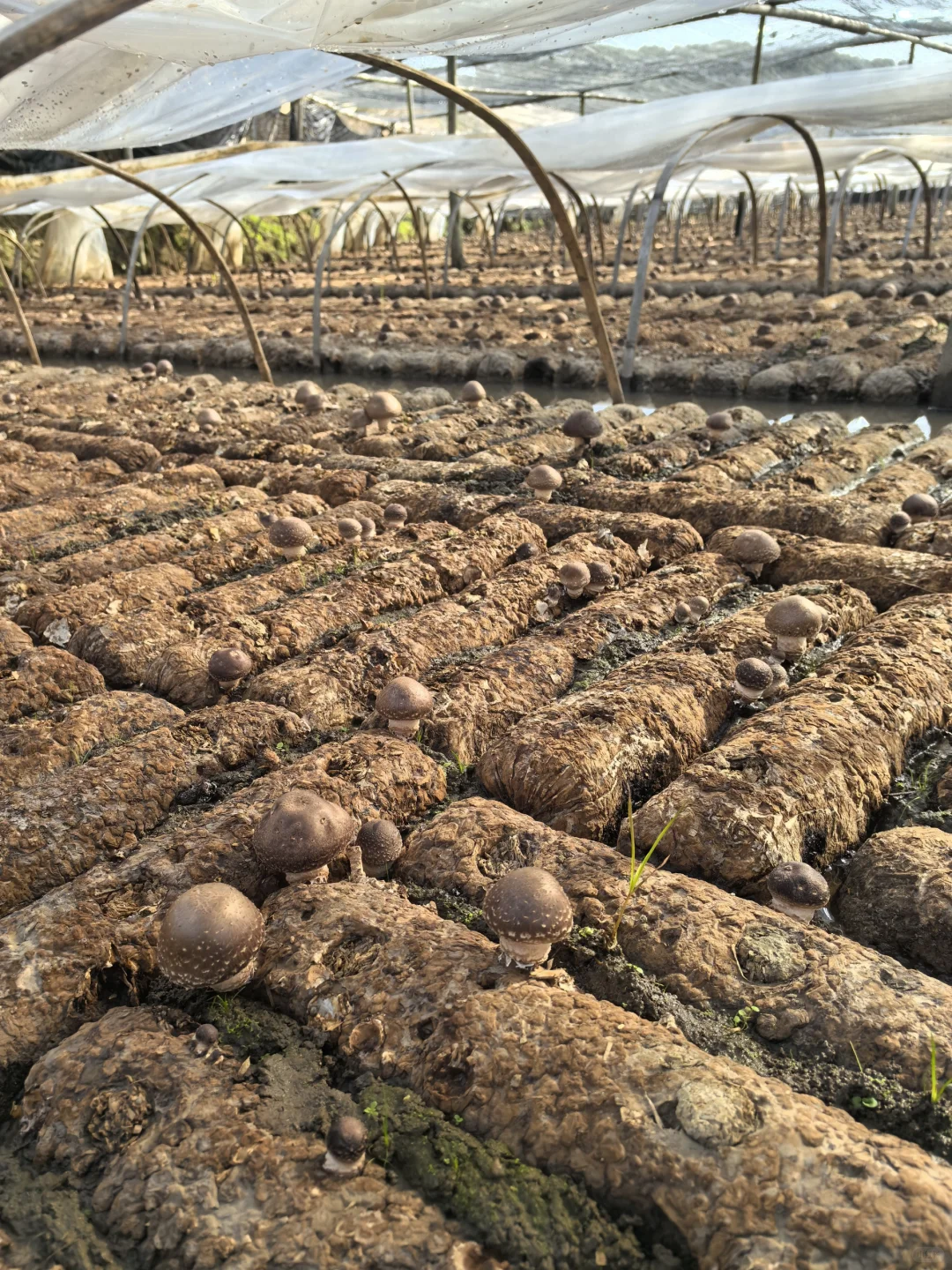 香菇，你就是我的精神粮食香菇???