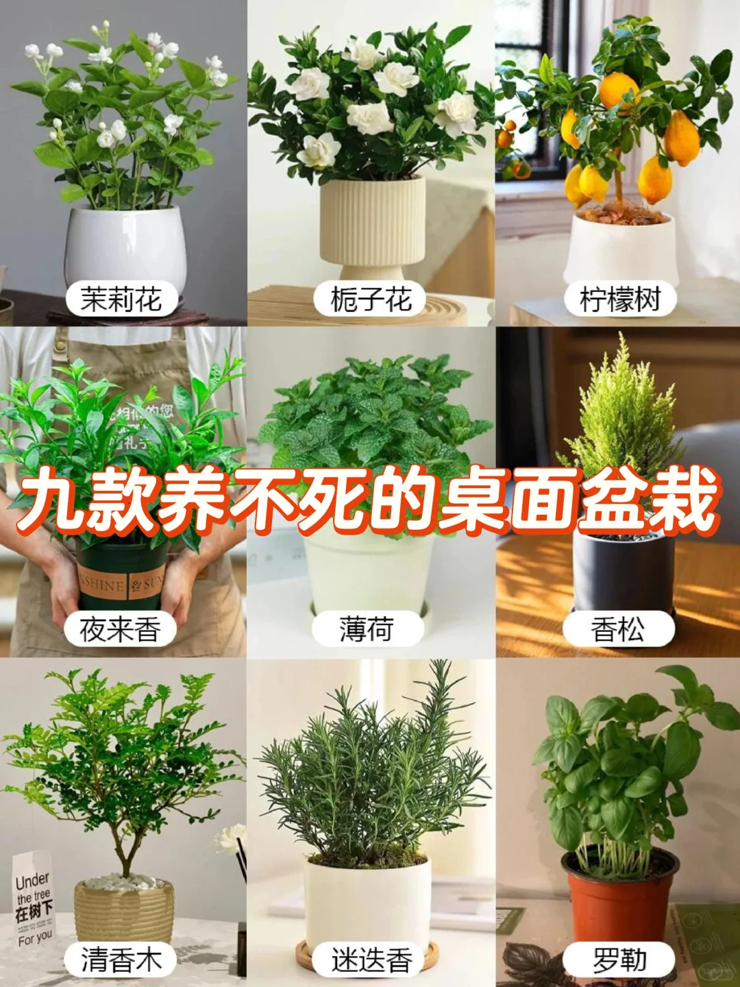 打工人桌面指南‼️自带香气的9⃣️款盆栽