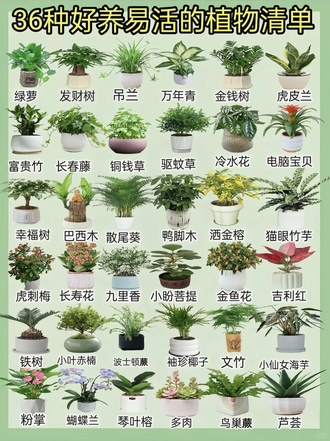 好养活的家居绿植！！！