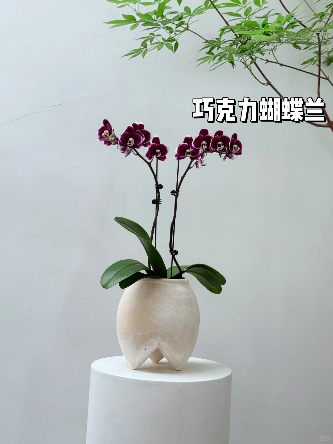 2025年最受小仙女喜爱的10款盆栽它来了❗️?