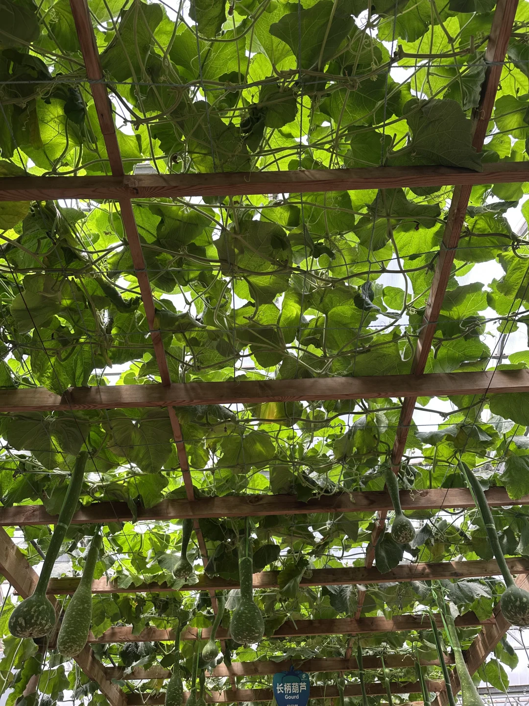 空中蔬菜廊架Aerial vegetable trellis