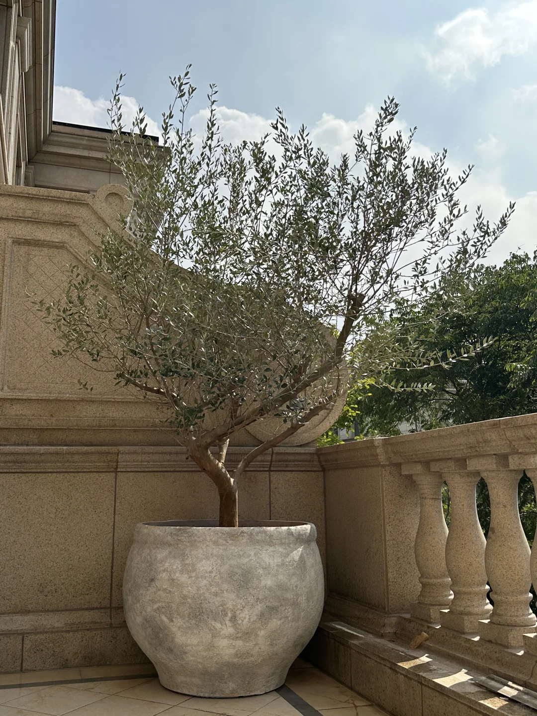 盆栽油橄榄