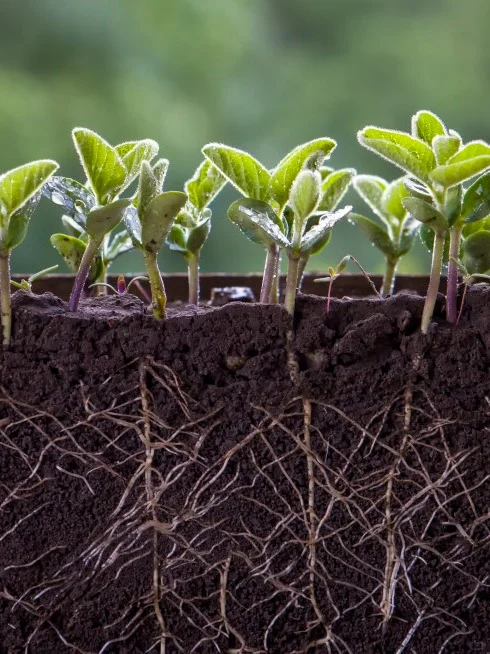 土壤的力量——圣洁青蛙土壤消毒修复剂
