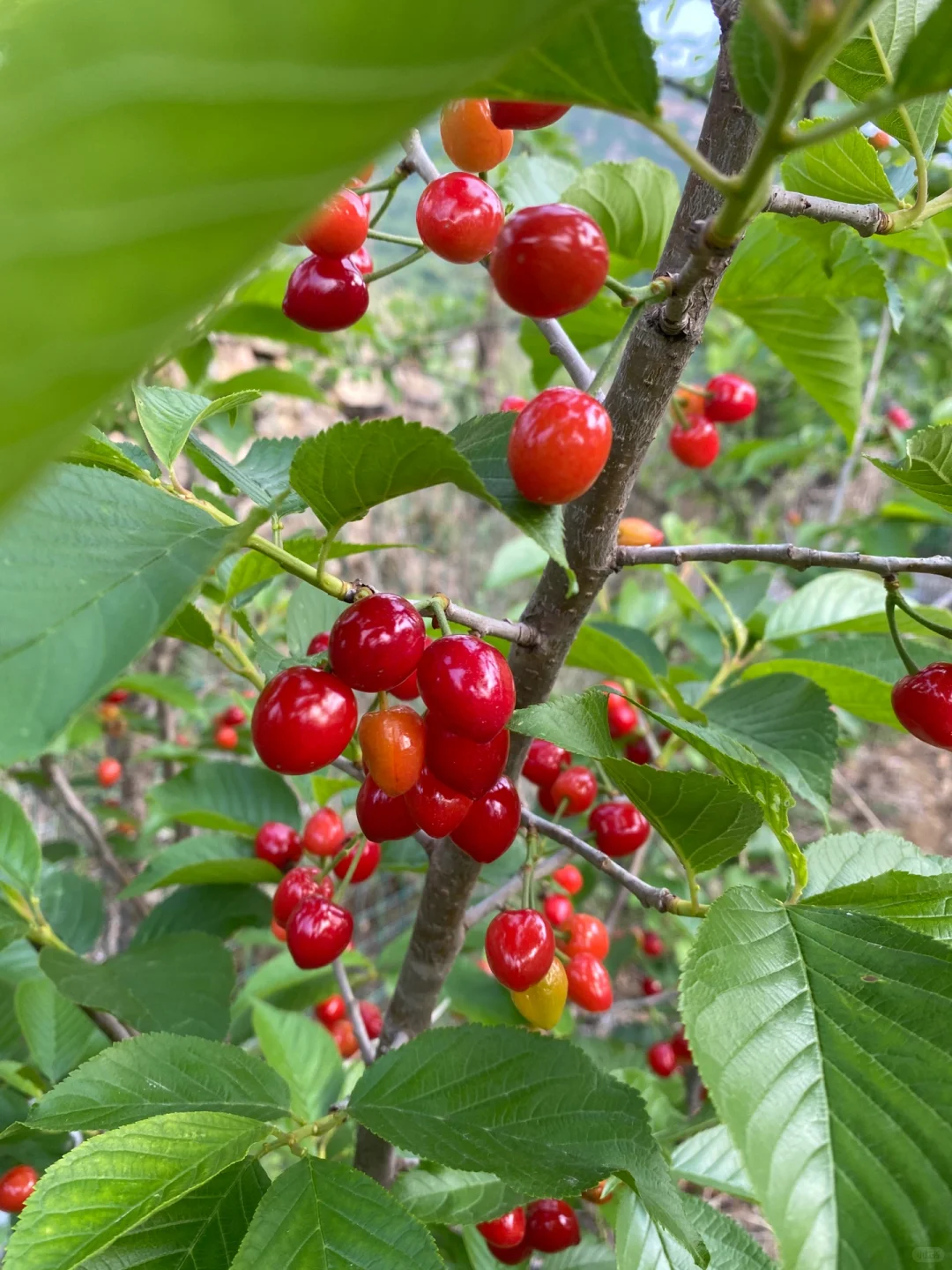 带分枝老品种中华小樱桃树苗