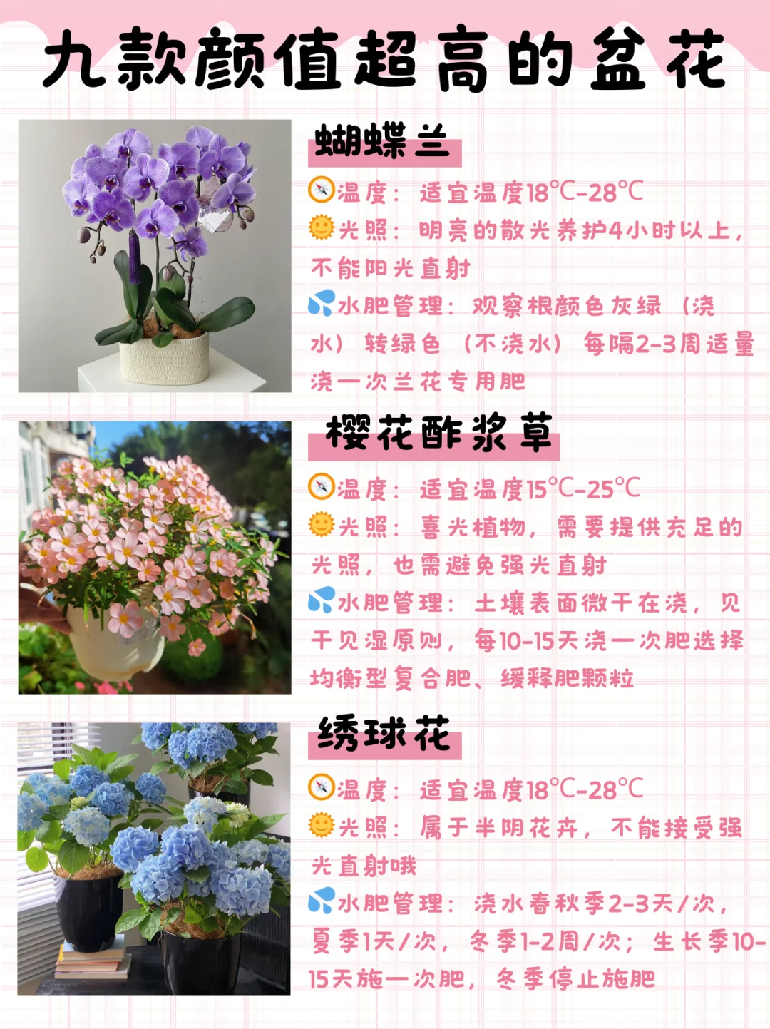 九款颜值高花期长的盆花（附养护指南）