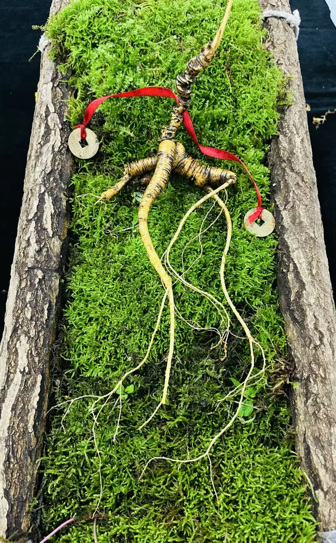 今日份野山参：放山老山参，22克，4指多卢头