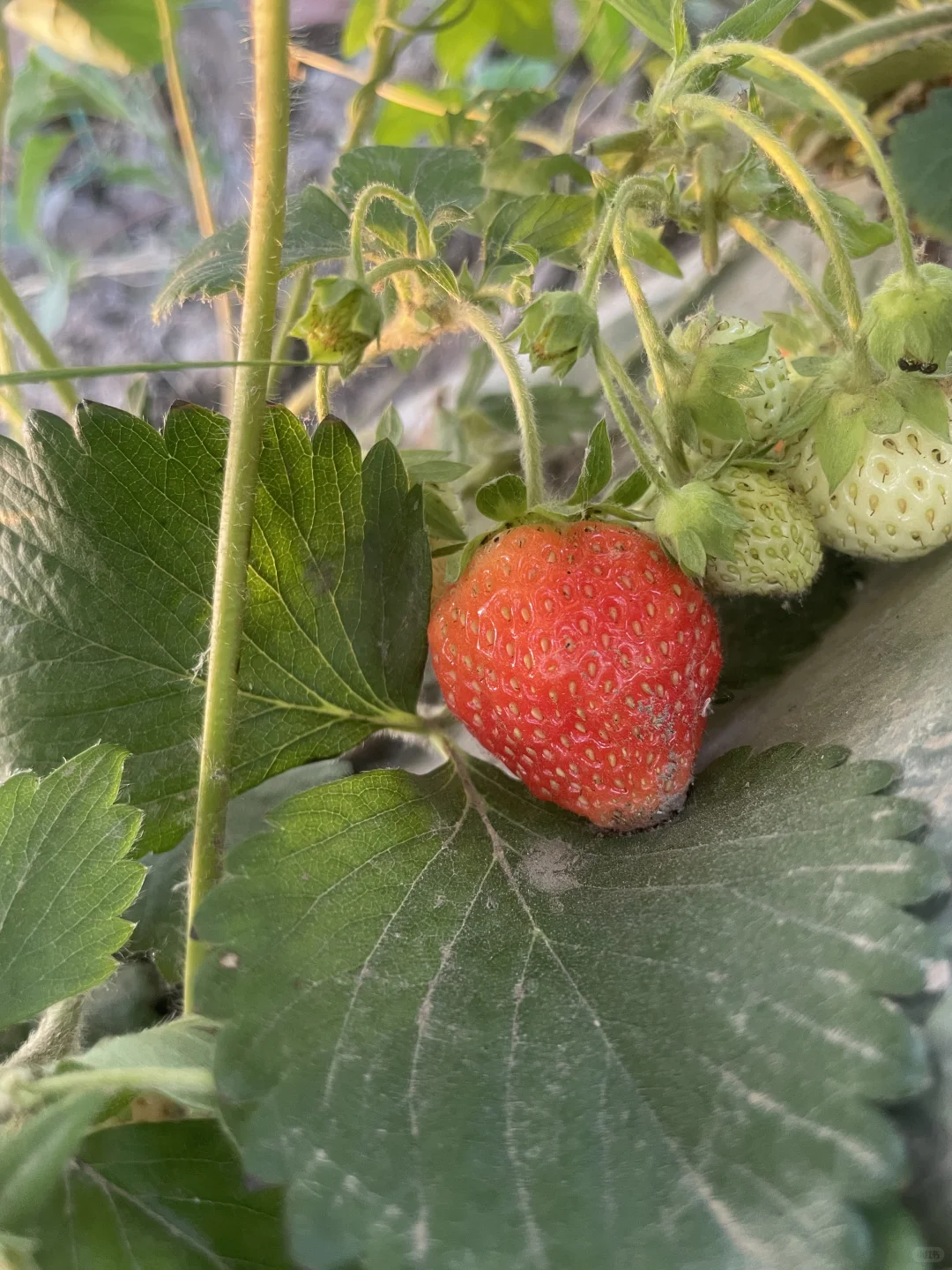 春种的蔬菜开始结果了