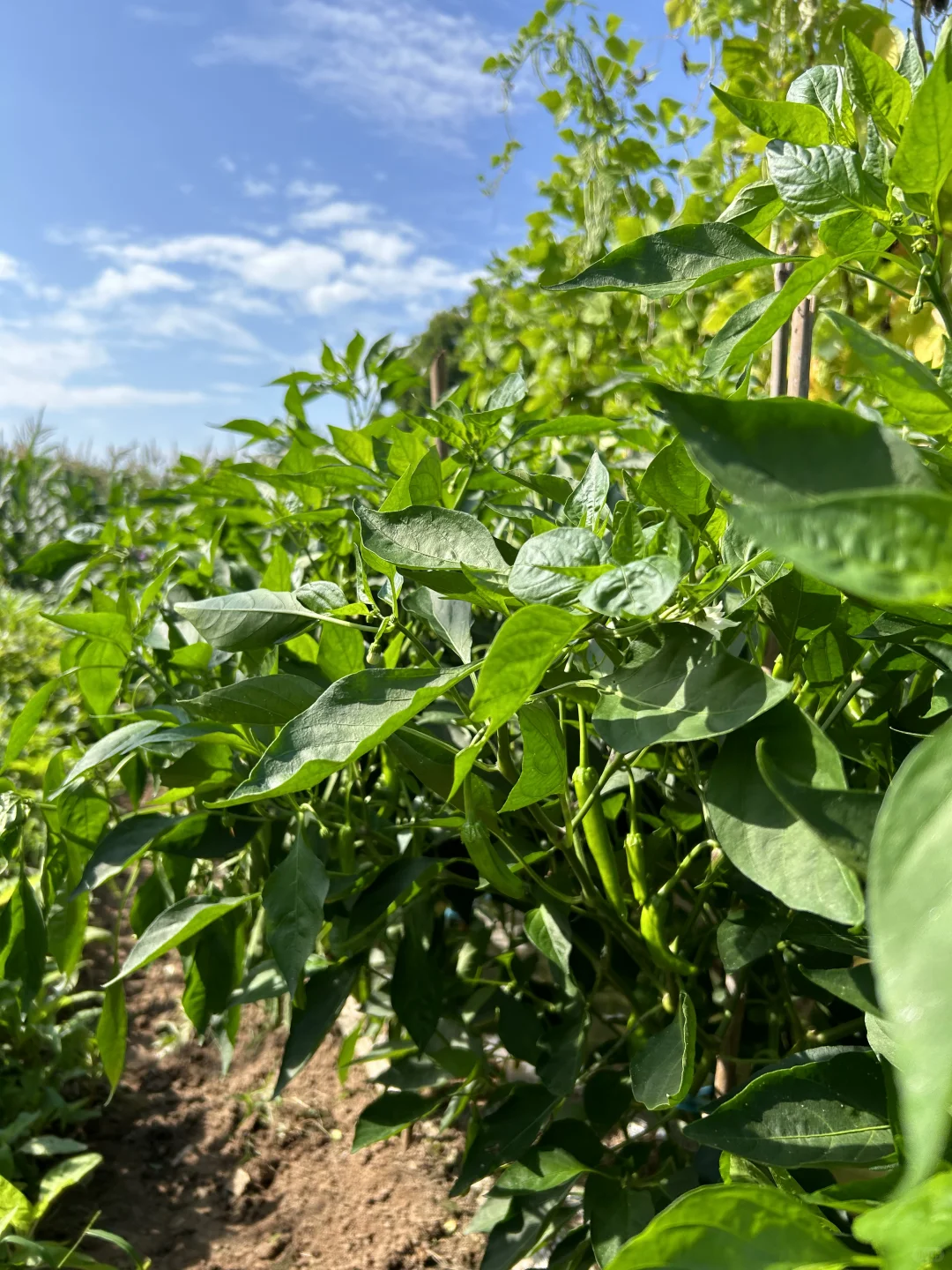 夏天的菜园满满当当 一顿八个菜 各个不重样