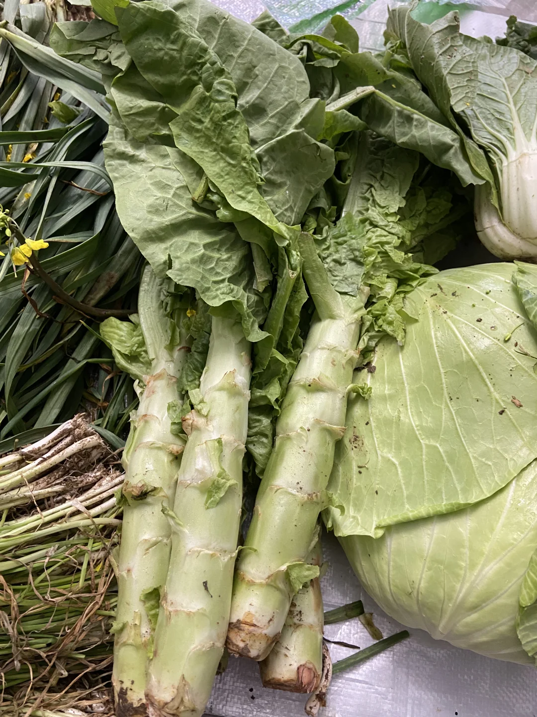 家庭种植有机蔬菜,可与湖北的朋友分享