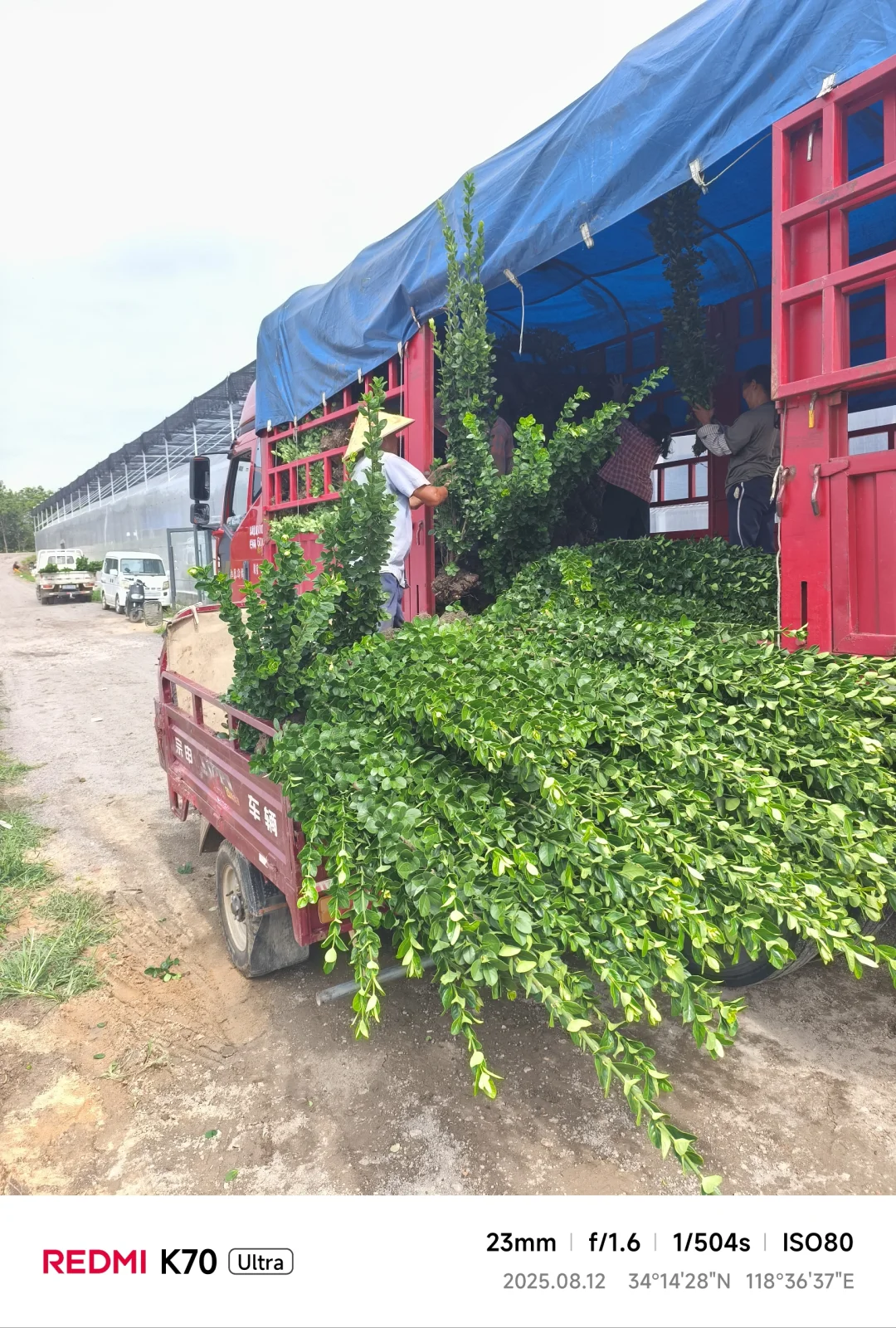 十万棵北海道黄杨装车，今天四车