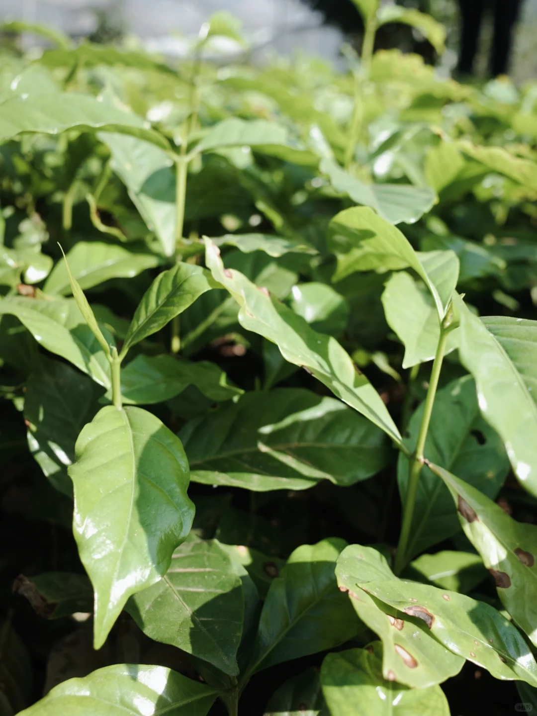 出售10万株瑰夏树苗